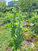 image Endives_chicon.jpg (1.4MB)