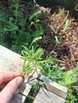 image Gaillet_graton_herbac.jpg (0.8MB)