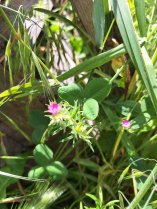 image Granium_robert.jpg (0.9MB)