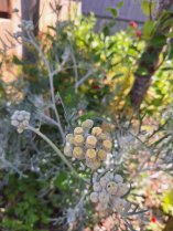 image Immortelle.jpg (0.4MB)