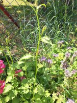 image Lampsane_commune.jpg (1.3MB)