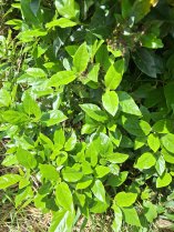 image Laurier_thym.jpg (1.1MB)