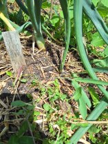 image Liseron.jpg (0.9MB)