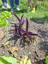 image Misre.jpg (1.3MB)