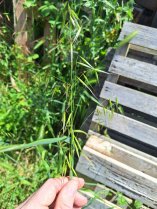 image Morelle_noir.jpg (0.9MB)