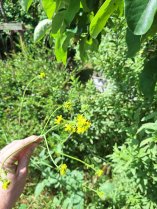 image Moutarde.jpg (0.7MB)