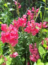 image Muflier.jpg (1.1MB)