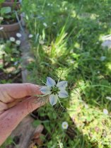 image Nigle_de_damas.jpg (0.5MB)