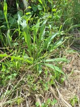 image Plantain_lancol.jpg (1.6MB)