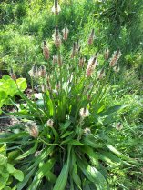 image Plantain.jpg (1.1MB)