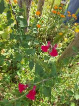 image Sauge_salba_limonie.jpg (1.0MB)