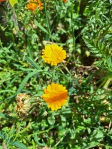 image Souci_calendua.jpg (0.7MB)