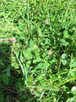 image Trfles_engrais_vert.jpg (0.9MB)