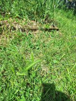 image chiendent.jpg (1.5MB)