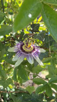image passiflore.png (0.9MB)